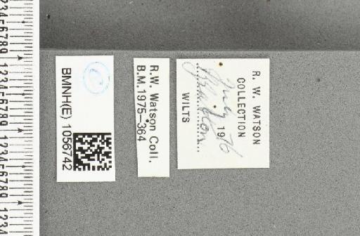 Aglais urticae ab. subtus-nigra Reuss, 1910 - BMNHE_1056742_label_46298
