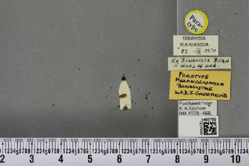 Melanagromyza bonavistae Greathead, 1971 - BMNHE_1469769_44931