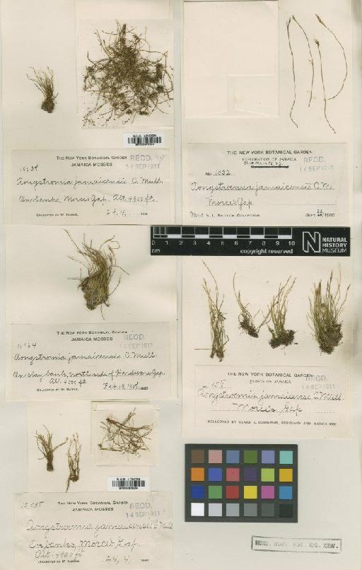 Aongstroemia brevipes Hampe ex Besch. - BM000879293_a