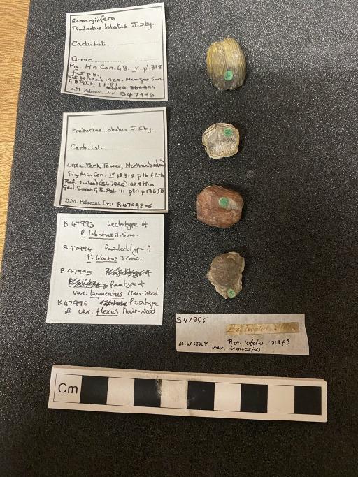 Productus lobatus J. Sowerby - B 47993-6
