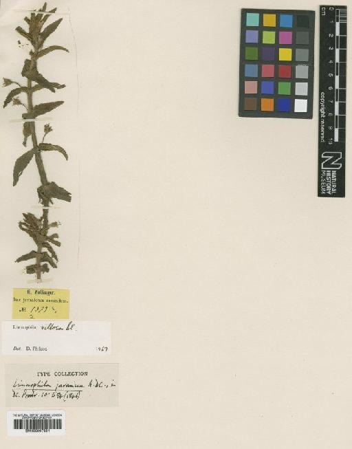 Limnophila villosa Blume - BM000997881