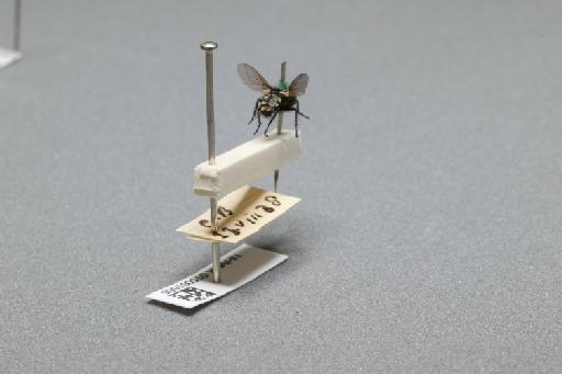 Sarcophaga (Myorhina) nigriventris Meigen, 1826 - 015091855_additional_1