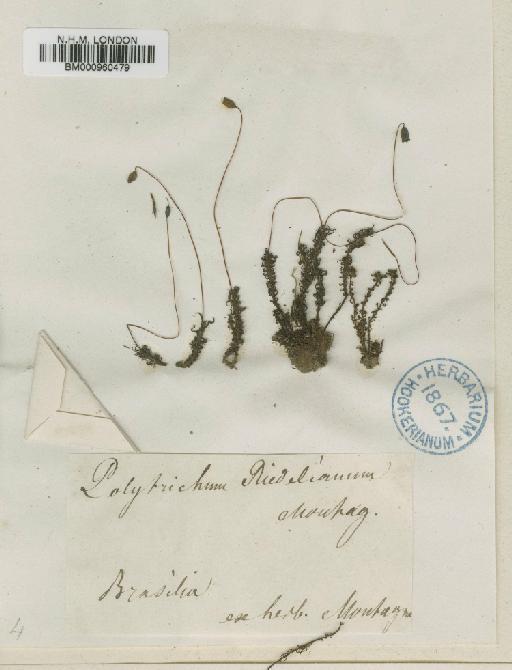 Oligotrichum riedelianum (Mont.) Mitt. - BM000960479