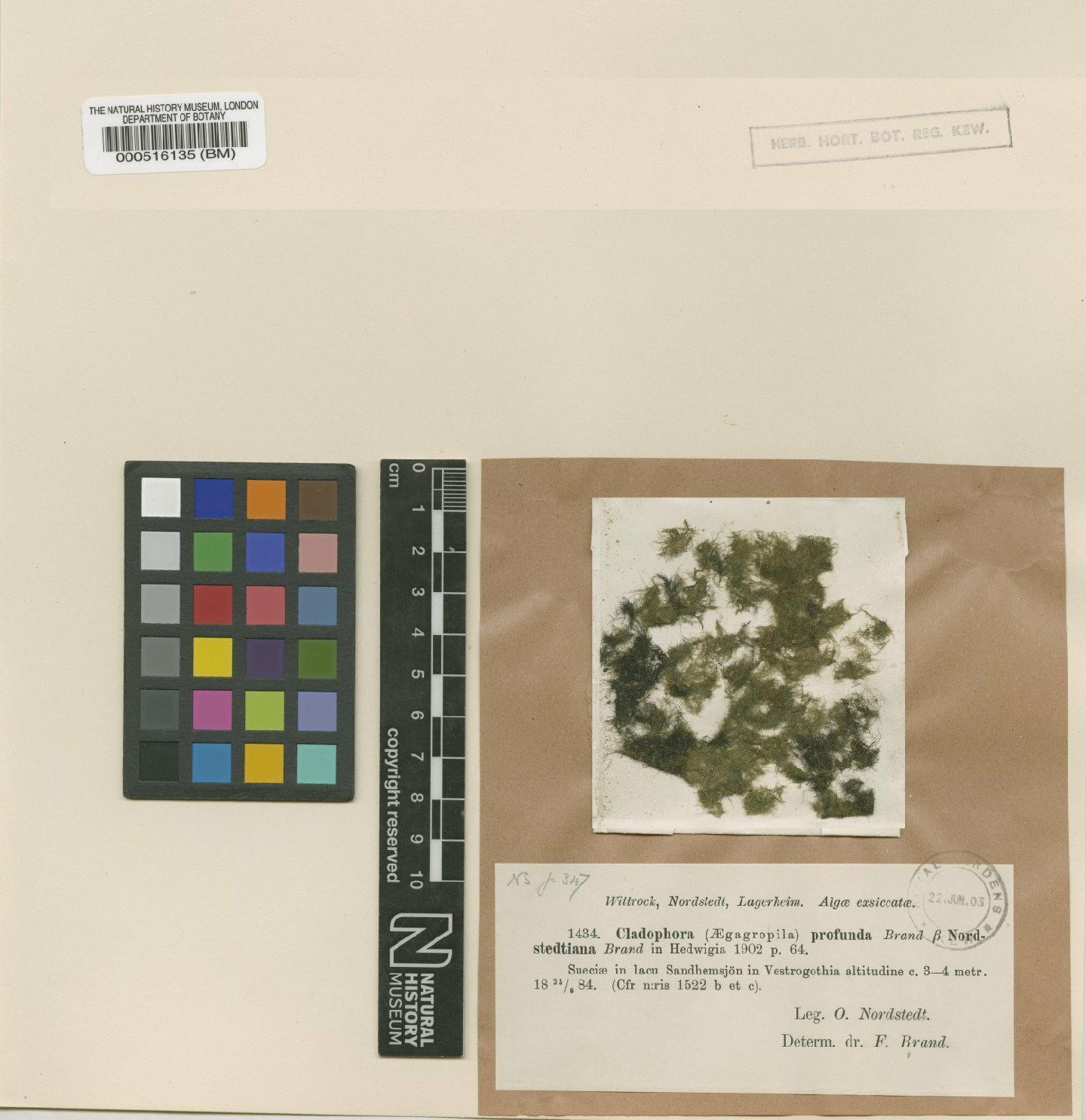 To NHMUK collection (Cladophora profunda var. nordstedtiana F.Brand; Isotype; NHMUK:ecatalogue:426296)