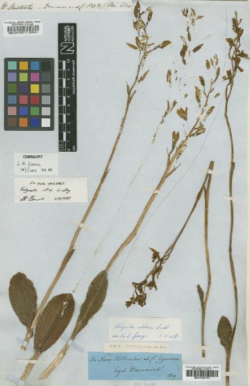 Thelymitra villosa Lindl. - BM000990351