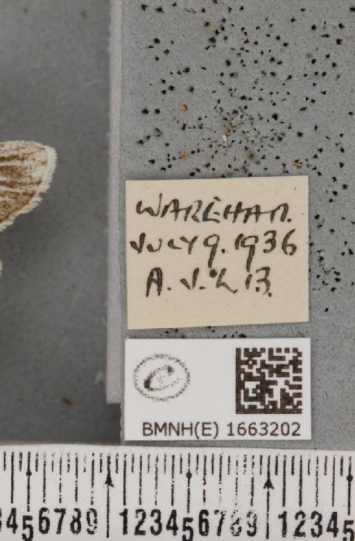 Coscinia cribraria bivittata (South, 1900) - BMNHE_1663202_label_282927