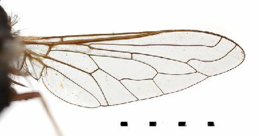 Bombylius (Bombylius) megacephalus Portschinsky, 1887 - Bombylius megacephalus - wing