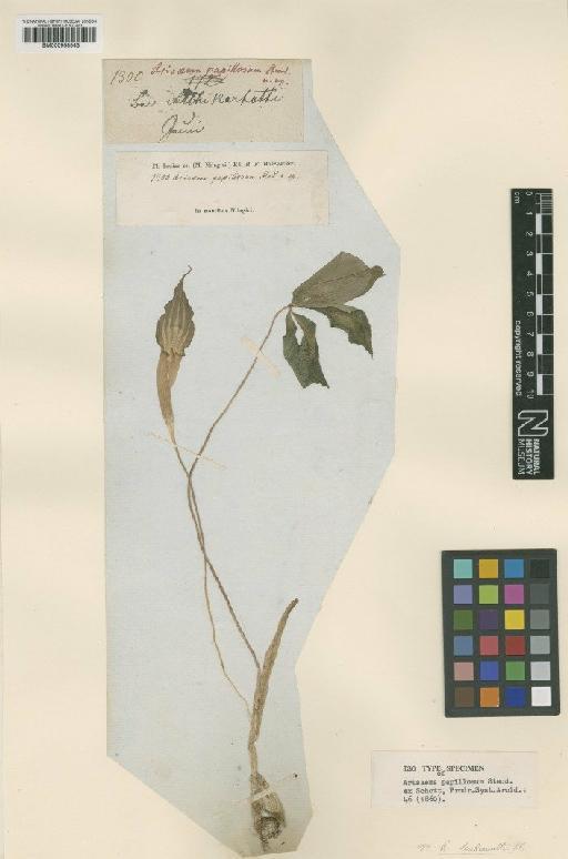 Arisaema leschenaultii Blume - BM000958543