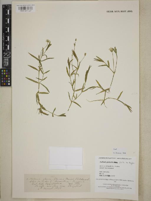 Stellaria palustris Retz. - BM013411937