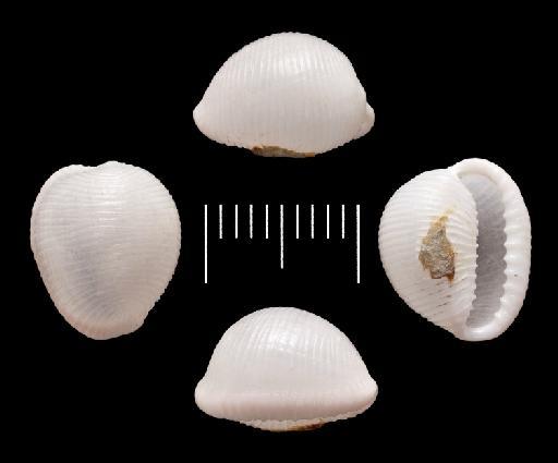 Cypraea vesicularis Gaskoin, 1836 - 1976031_2