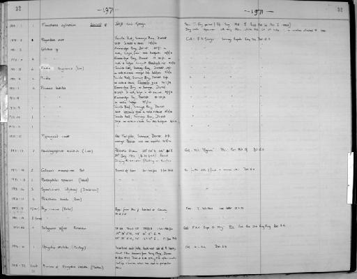 Pinnotheres cylindricum subsection Thoracotremata section Eubrachyura Say, 1818 - Zoology Accessions Register: Crustacea: 1969 - 1976: page 32