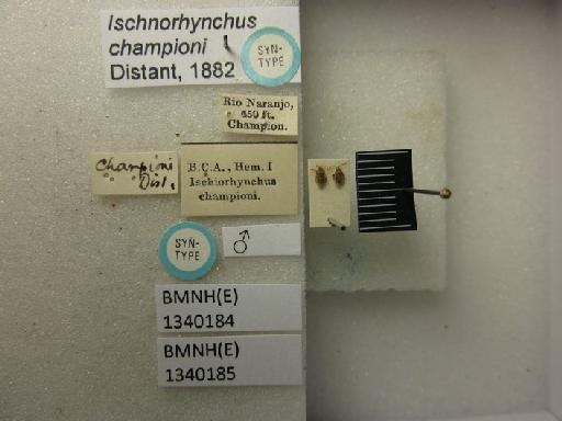 Ischnorhynchus championi Distant, 1882 - Ischnorhynchus championi-BMNH(E)1340184-Syntype male dorsal & labels