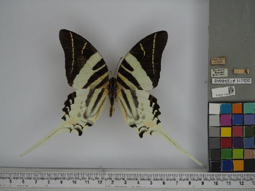 Lepidoptera Linnaeus, 1758 - 014185426 Graphium androcles