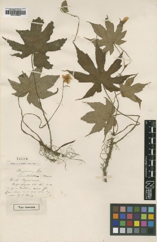Begonia circumlobata Hance - BM000944652