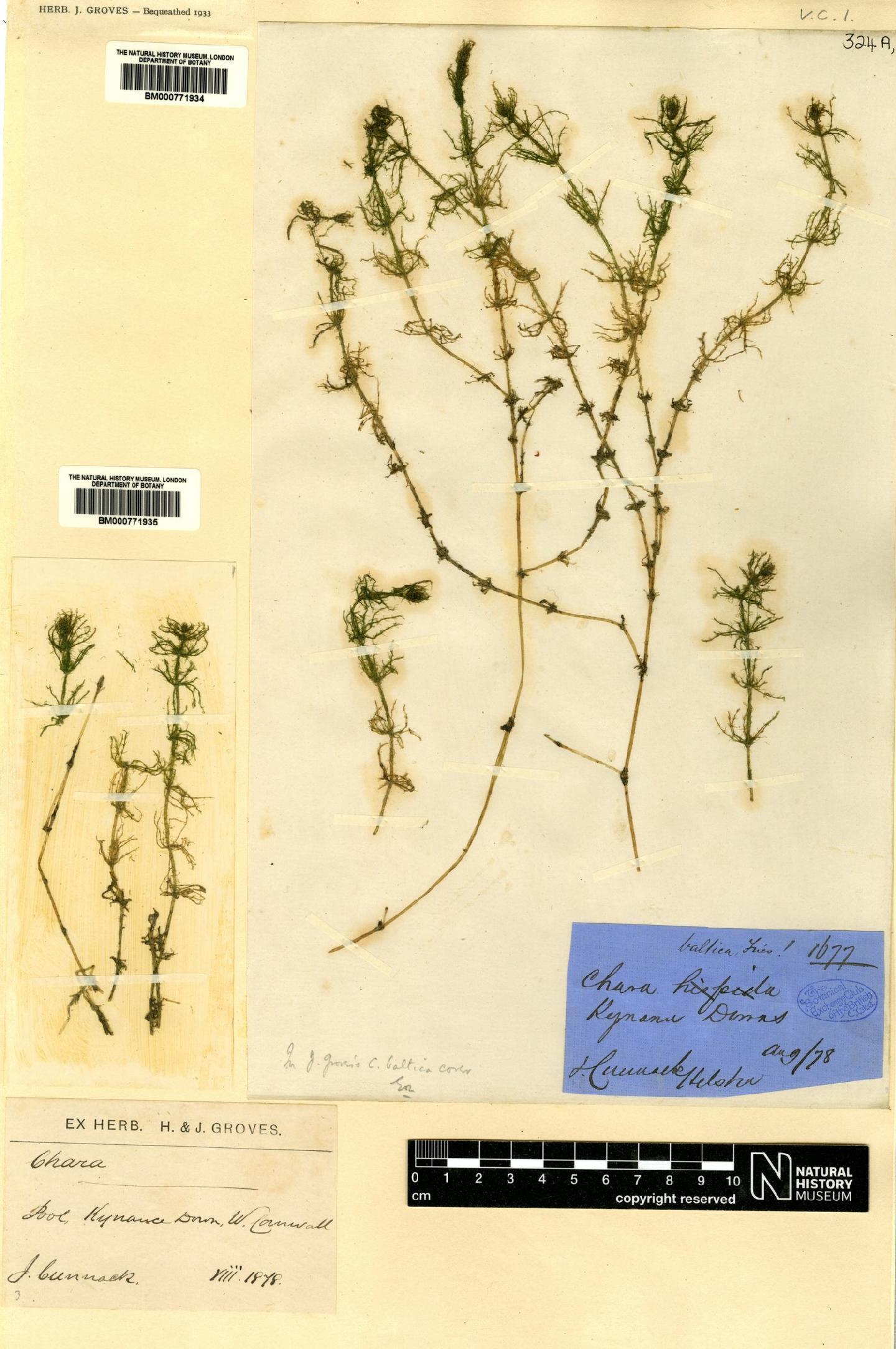 To NHMUK collection (Chara baltica var. affinis H.Groves & J.Groves; NHMUK:ecatalogue:8729598)