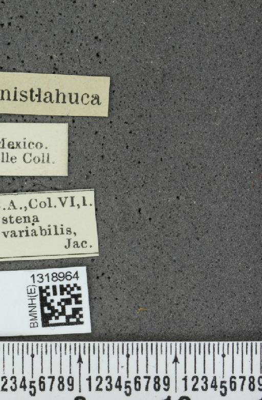 Systena variabilis Jacoby, 1884 - BMNHE_1318964_label_26479