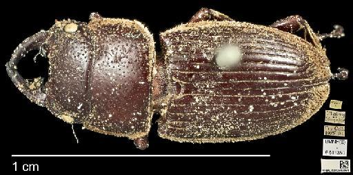 Aegus malaccus Thomson, 1856 - 010602064_AEGUS_MALACCANUS_Non-Type