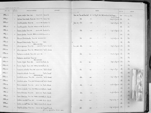 Planaxis plumbea Pease, 1861 - Zoology Accessions Register: Mollusca: 1962 - 1969: page 105