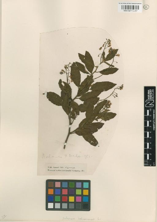 Solanum bahamense L. - 014115337