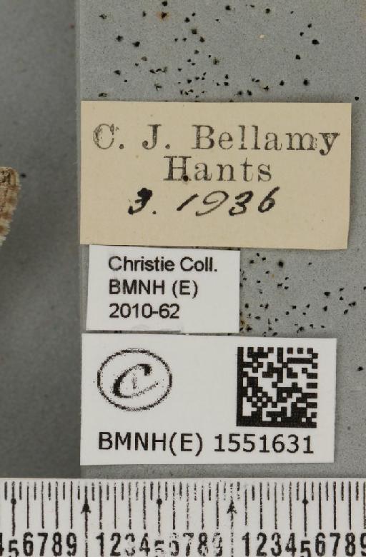 Achlya flavicornis galbanus Tutt, 1891 - BMNHE_1551631_label_239848