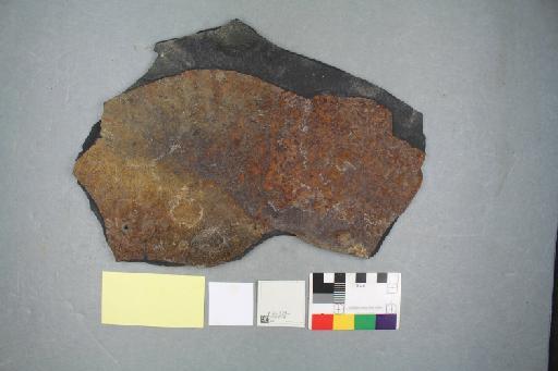 Palaeoniscidae Vogt, 1852 - 012837748_L010231525_(1)