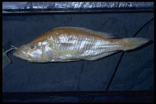 Haplochromis worthingtoni Regan, 1929 - Haplochromis worthingtoni; 1929.1.24.334