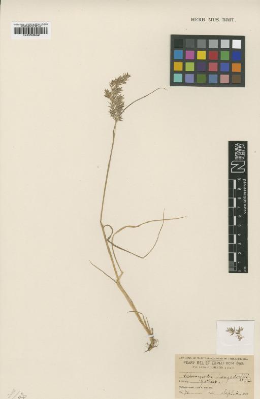 Calamagrostis langsdorffii (Link) Trin. - BM000938548