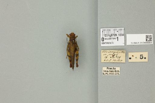 Apalacris cingulatipes (Bolívar, 1898) - 012499094_71492_90284