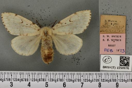 Lymantria dispar (Linnaeus, 1758) - BMNHE_1558976_252892