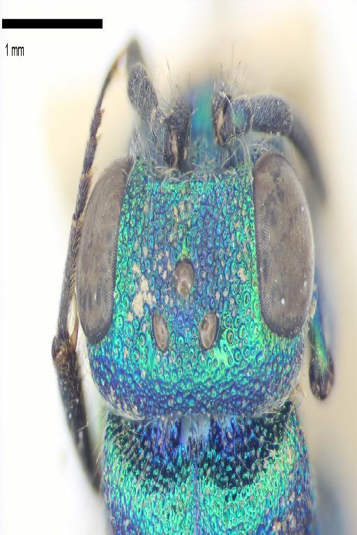 Chrysis duplopilosa Linsenmaier, 1968 - Chrysis_duplopilosa-BMNH(E)#970890_type-vertex_dorsal-4X