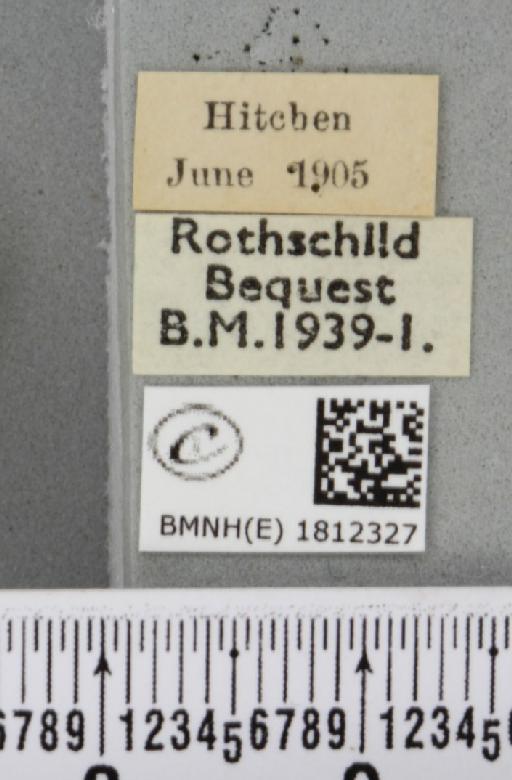 Eupithecia subumbrata ab. obrutaria Herrich-Schäffer, 1848 - BMNHE_1812327_label_394850