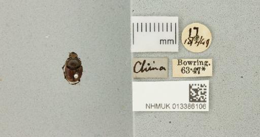 Onthophagus luridipennis Boheman, 1858 - 013386106_772393_983272