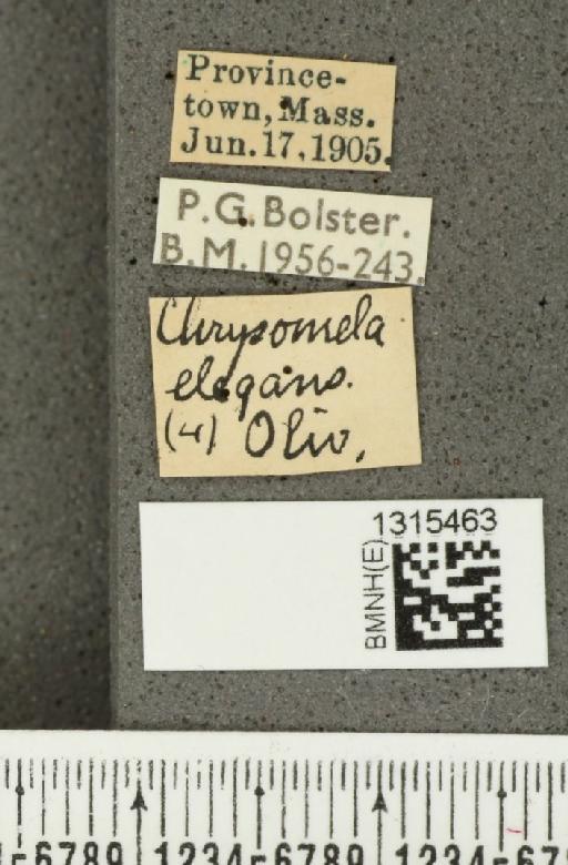 Calligrapha (Bidensomela) californica Linell, 1896 - BMNHE_1315463_label_15842