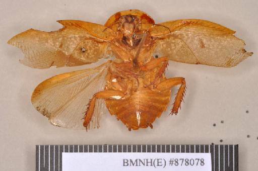 Panchlora lata Walker, 1868 - Panchlora lata Walker, F, 1868, female, holotype, ventral. Photographer: Heidi Hopkins. BMNH(E)#878078