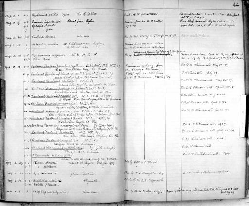 Lepas hilli (Leach, 1818) - Zoology Accessions Register: Crustacea: 1905 - 1935: page 44
