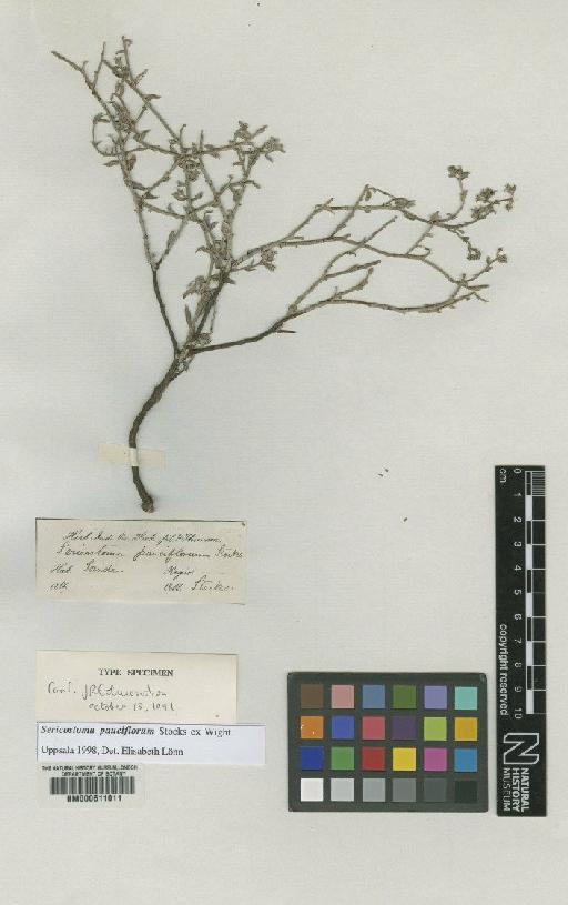 Sericostoma pauciflorum Stocks ex Wight - BM000611011