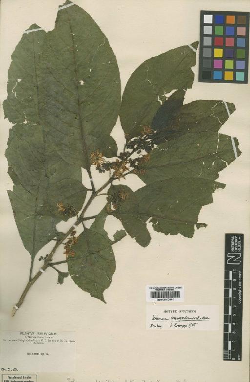 Solanum leucocarpon Dunal - BM000815941
