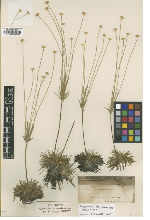 Syngonanthus helminthorrhizus (Mart. ex Körn.) Ruhland - BM000524000