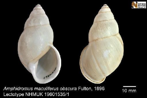 Amphidromus maculiferus obscura Fulton, 1896 - 19601535, Amphidromus maculiferus obscura Fulton