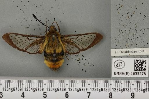 Hemaris tityus (Linnaeus, 1758) - BMNHE_1635278_205281