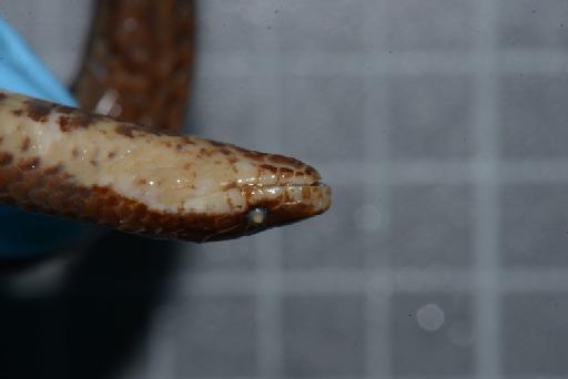 Atractus vittatus Boulenger, 1894 - Image of specimen 1946.1.6.47