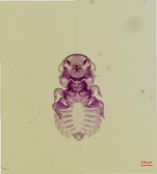 Coloceras nitens Tendeiro, 1972 - 010671886__2017_08_01-Scene-1-ScanRegion0