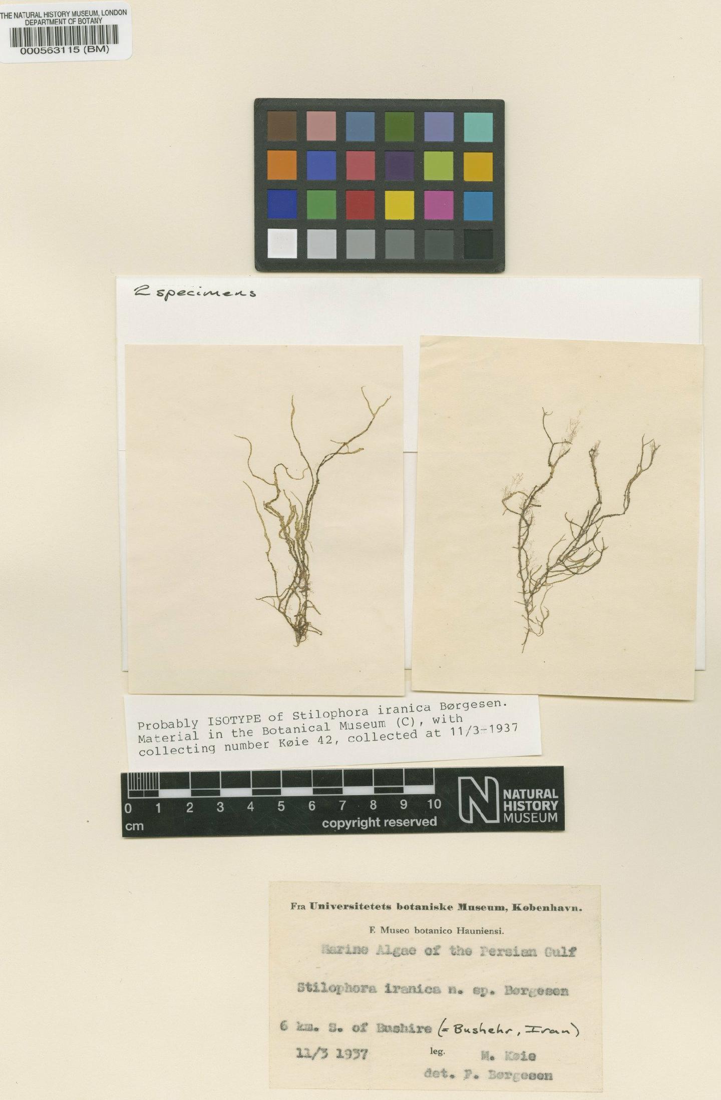 To NHMUK collection (Stilophora iranica Børgesen; Isotype; NHMUK:ecatalogue:4722681)