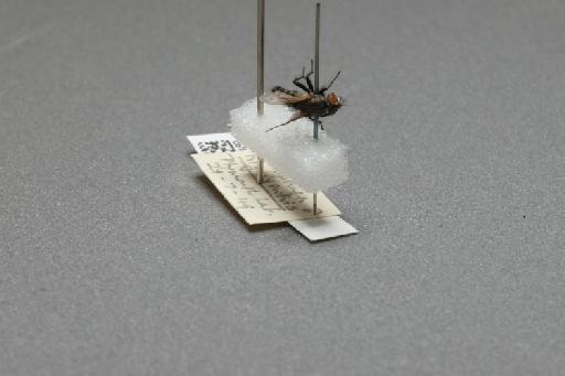 Sarcophaga (Myorhina) nigriventris Meigen, 1826 - 015092489_additional_4
