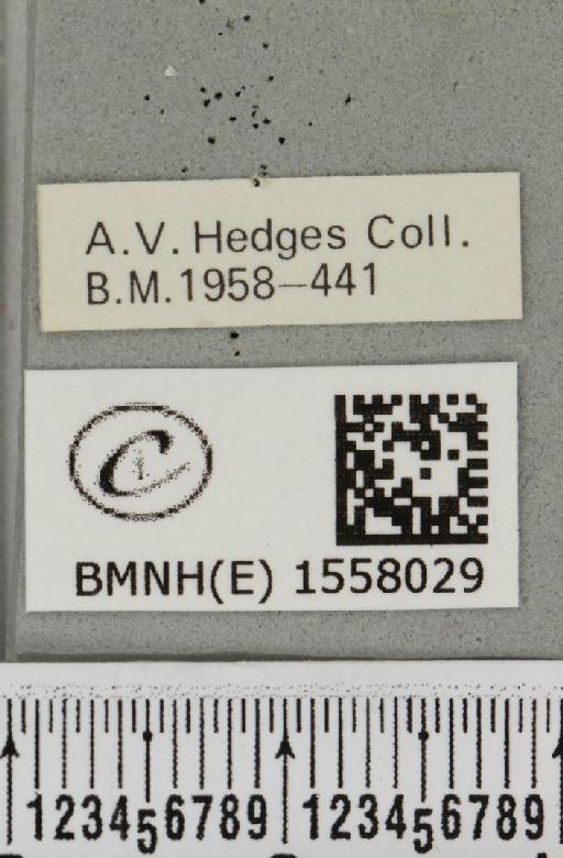 Orgyia recens (Hübner, 1819) - BMNHE_1558029_label_257196