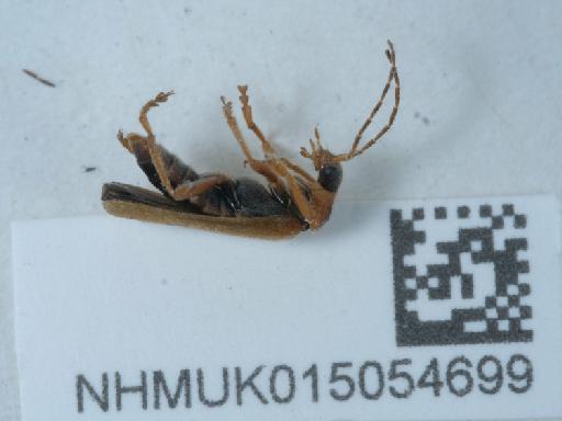 Cantharis (Cantharis) figurata Mannerheim, 1843 - 015054699_1
