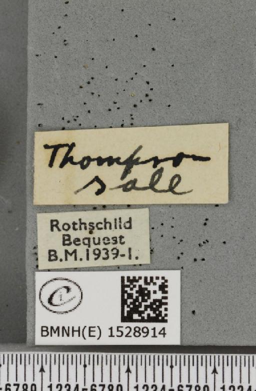 Phyllodesma ilicifolia ab. rufescens Tutt, 1902 - BMNHE_1528914_label_198275