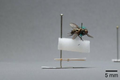 Sarcophaga (Myorhina) nigriventris Meigen, 1826 - 015092333_lateral