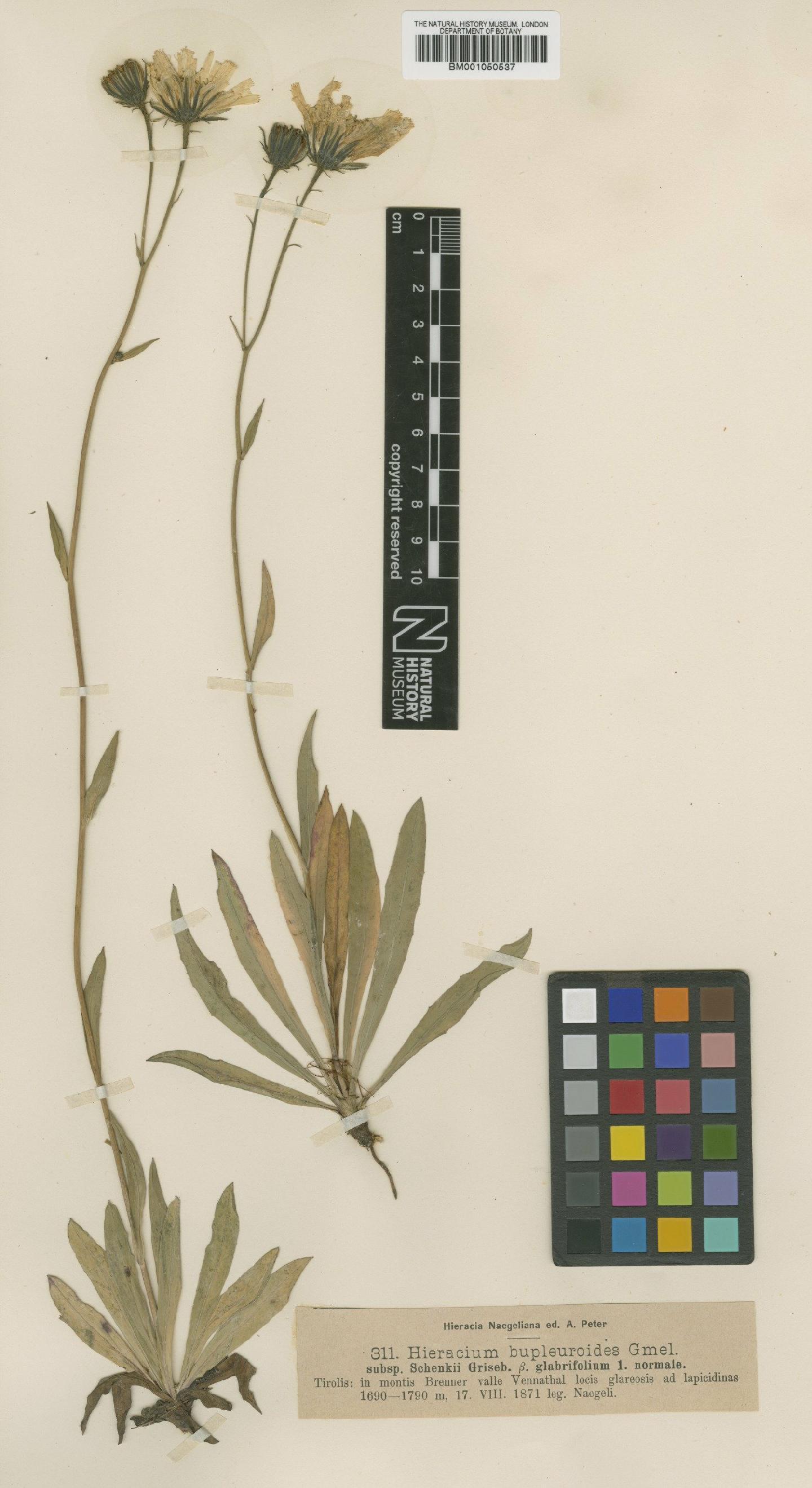 To NHMUK collection (Hieracium bupleuroides subsp. schenkii Griseb.; TYPE; NHMUK:ecatalogue:2395553)