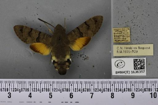 Macroglossum stellatarum (Linnaeus, 1758) - BMNHE_1636397_206113